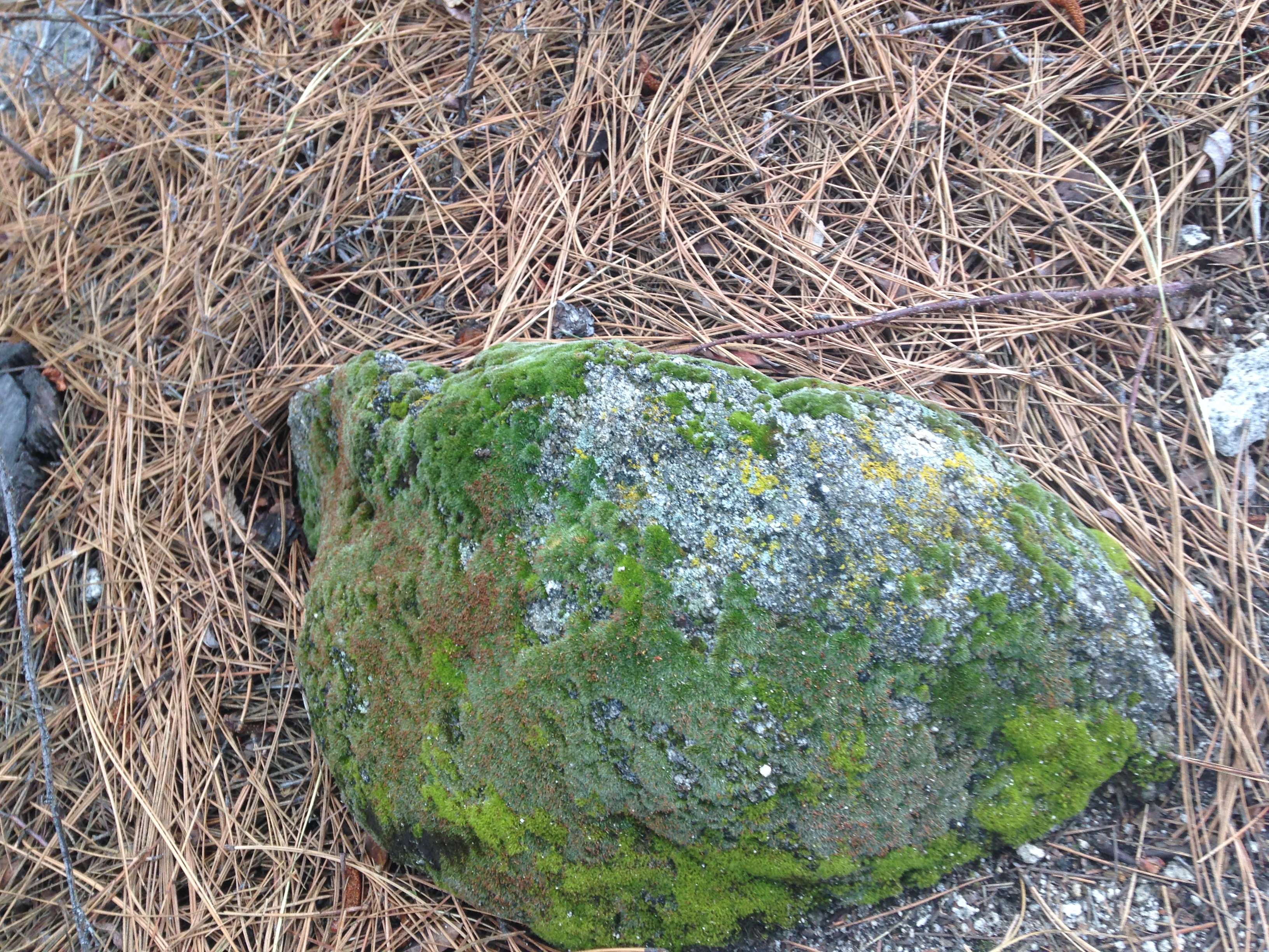 Moss and Lichen on a rock